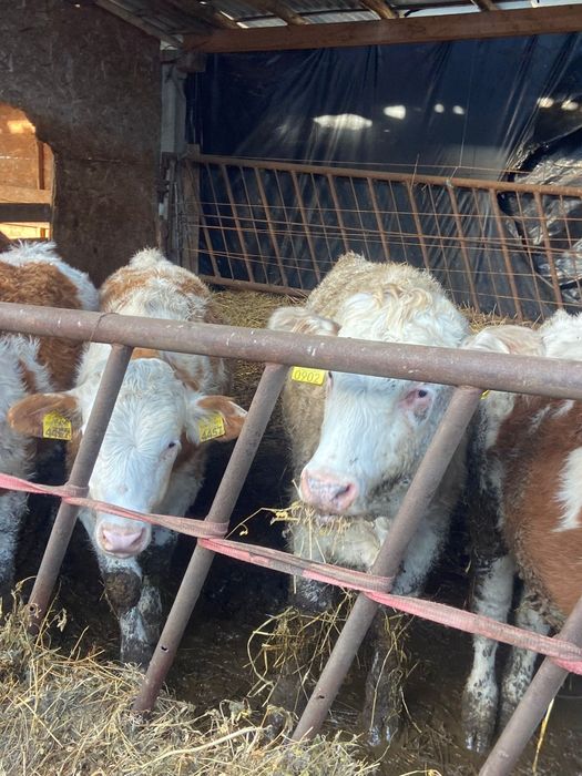 Vand vitele tinute pe boxa cu media 200 +