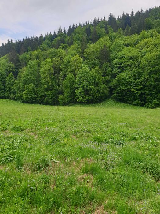 Vând teren Tarcău Neamț