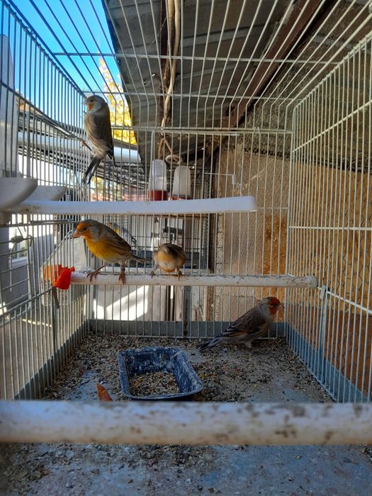 Micul Alexandru, Rozele, Hibrizi Canari