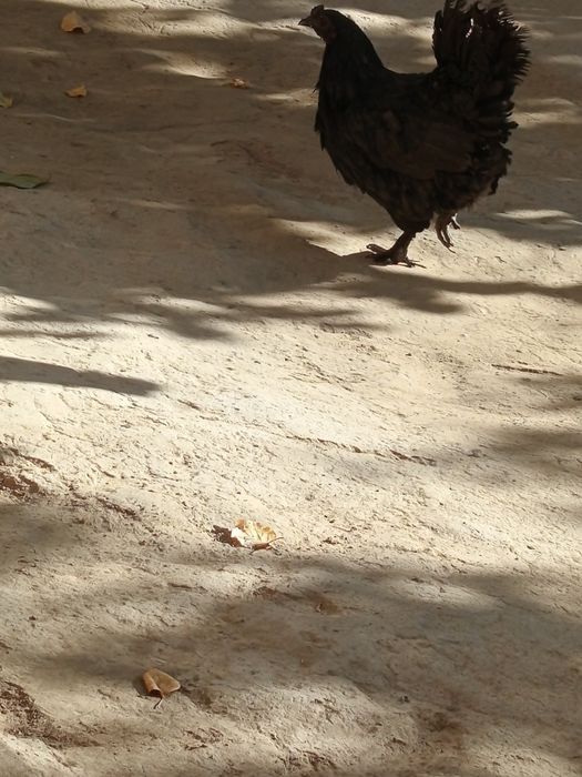 Кора товук 150000