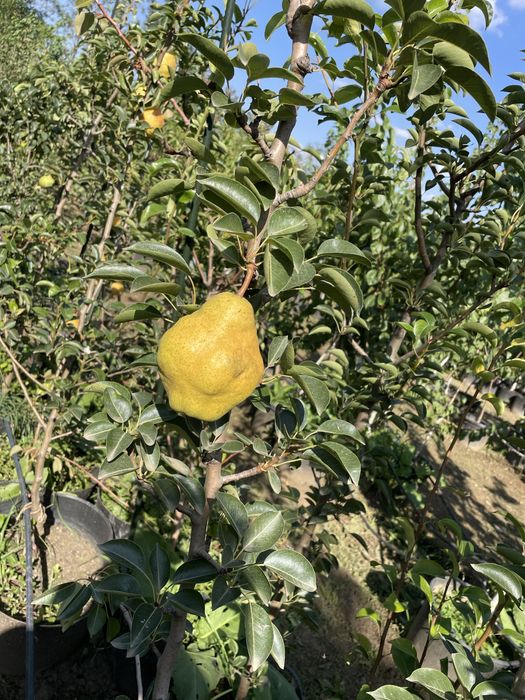 Pomi fructiferi mari ! La ghiveci !