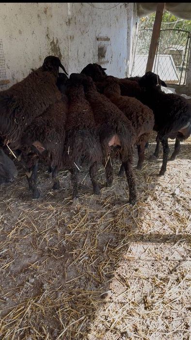 Qo’chqorlar Sotiladi