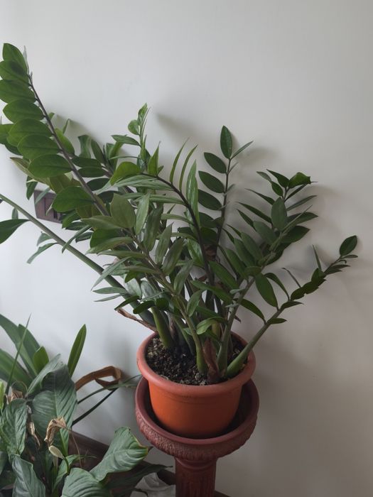 Planta Zamioculcas