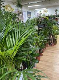 Офисные растения по самым низким ценам