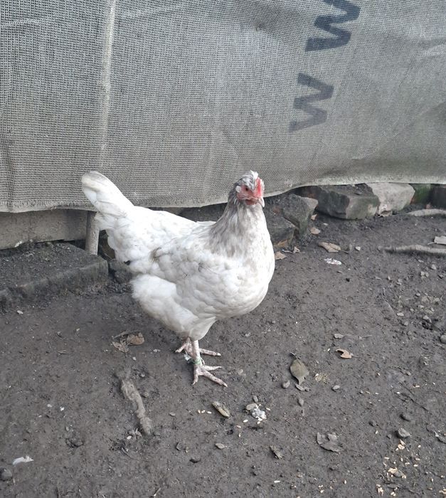 Vand cocoș și puicuțe