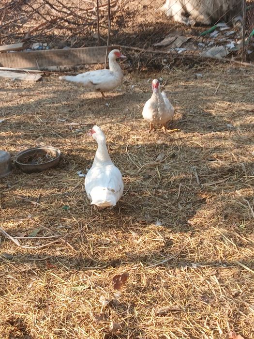 Продаётся индаутка и утка