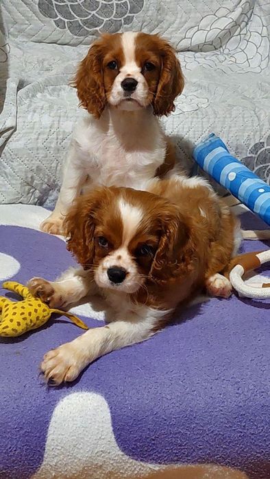 Малки сладки кавалер кинг чарлз шпаньол