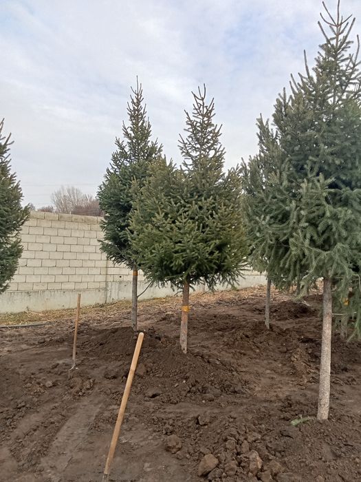 Ёлка таньшаньские на штамбе