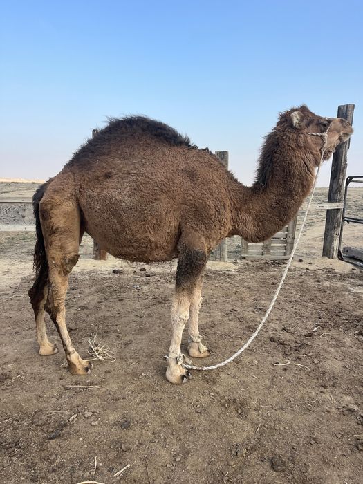 Түйе сатылады тез арада!