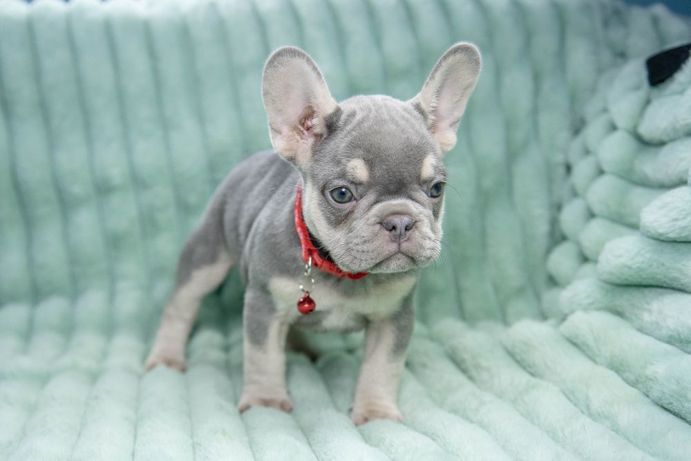 bulldog francez lilac tan