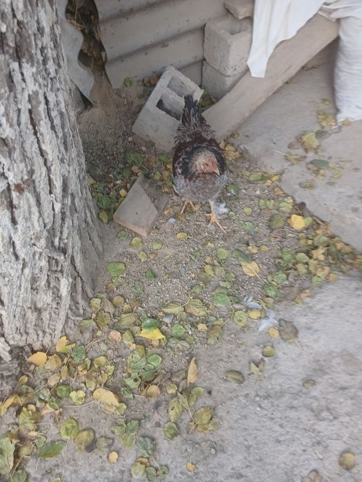 Домашние животные товуклар