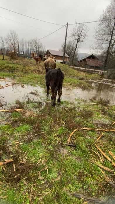 Vând doi vitei si o vitea