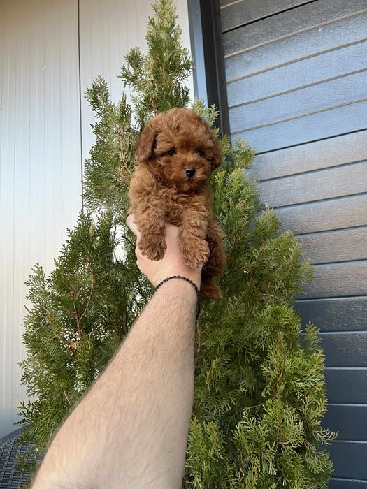 Той пудел мъжки и женски