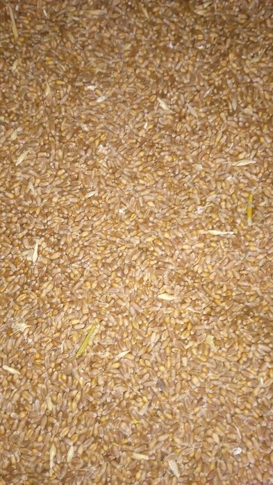 Пшеница чистая по 2500 тысячи 30 кг мешок