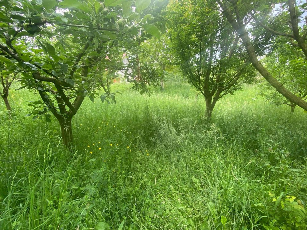 Grădina Ta Merită un Nou Început