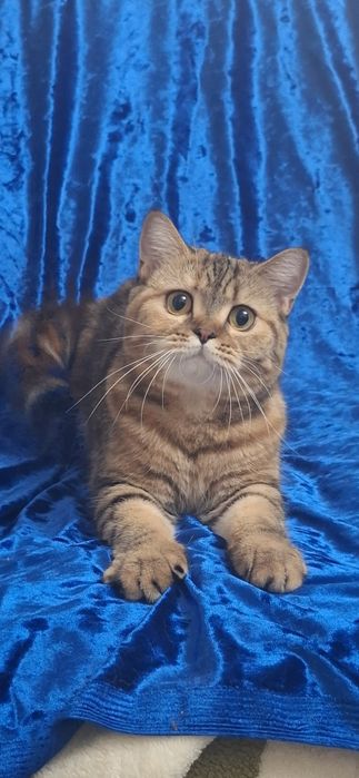 Котята Продам девочку шотландскую скотиш страйт,