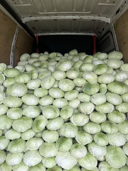 Varză de Socodor