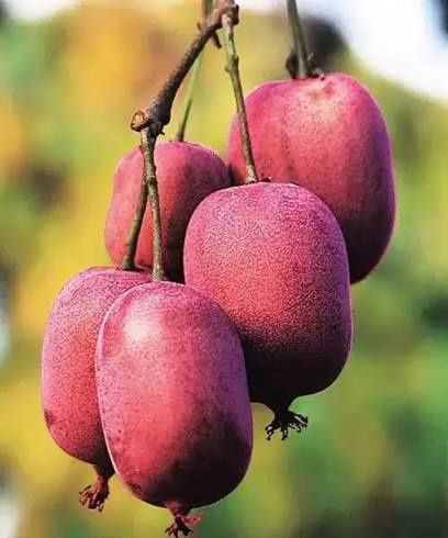 Kiwi (Soiul Ken 's Red )