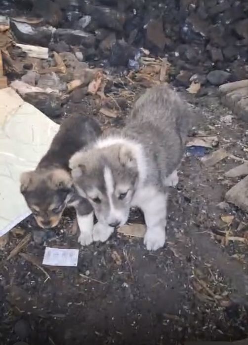 Щенки алабая (чистая линия)