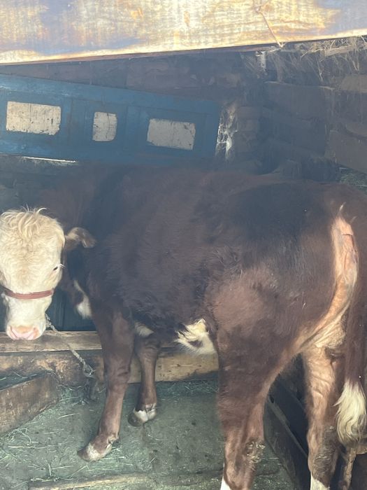 Продам телку 1.2года