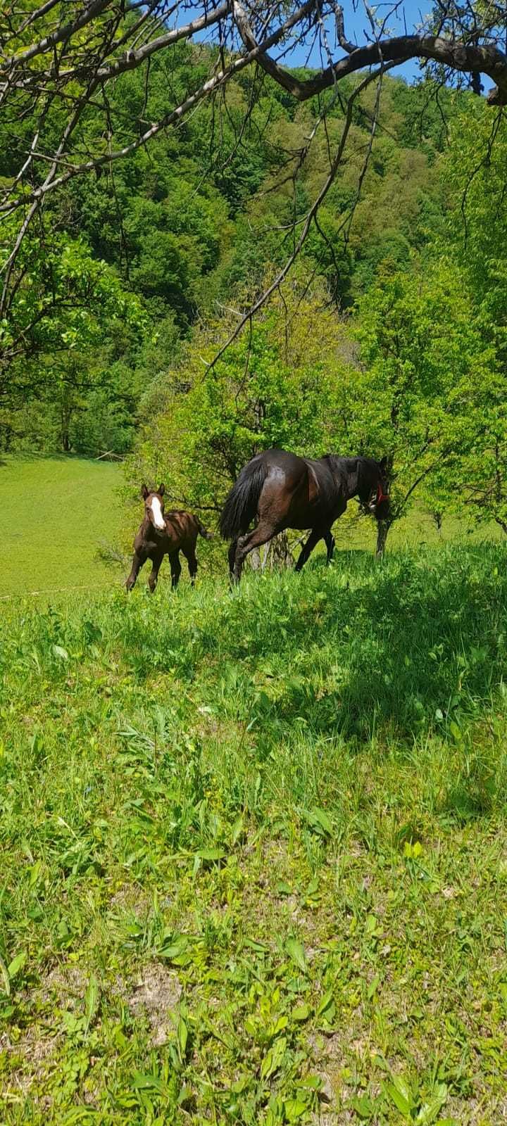 Iapă cu mhnză de vânzare în bistrita nasaud