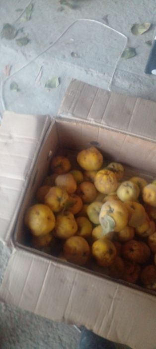 Bexi sotiladi tel nomer