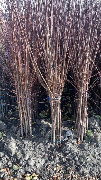 Pomi fructiferi clasici ei vita de vie