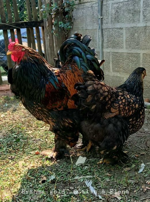 Brahma Gold Laced, Australorp negru, Lohman Brown