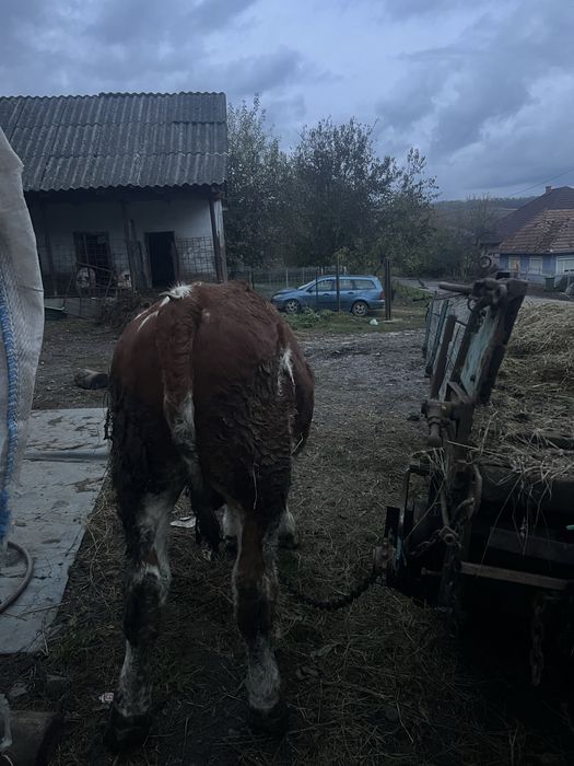 Vand Tauras Baltat Romanesc