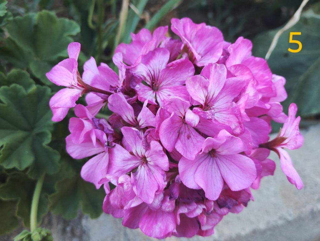 Резници мушката,