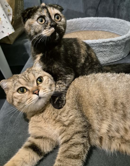 Шотландско клепоухо коте