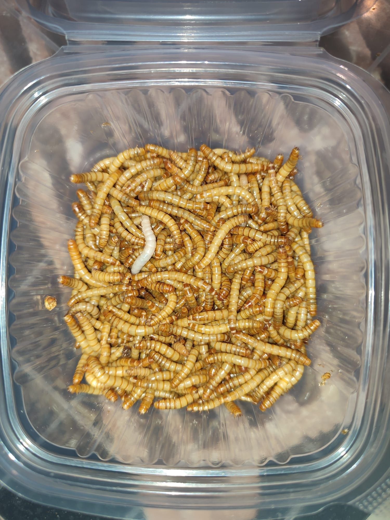 Viermi de făină mealworms, hrana vie pentru păsări, reptile, tarantule