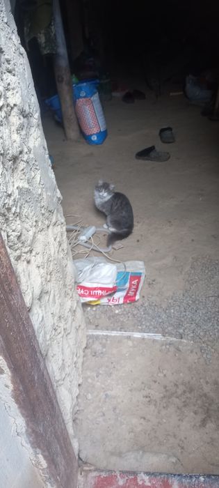 Mushuklar tekinga beriladi