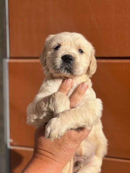 Голдън ретривър игрив сладур момче