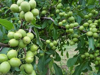 Nuc chandler soi foarte productiv