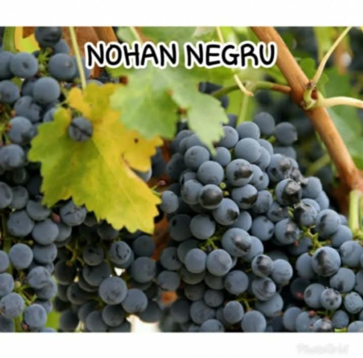 Bucăți vita de vie