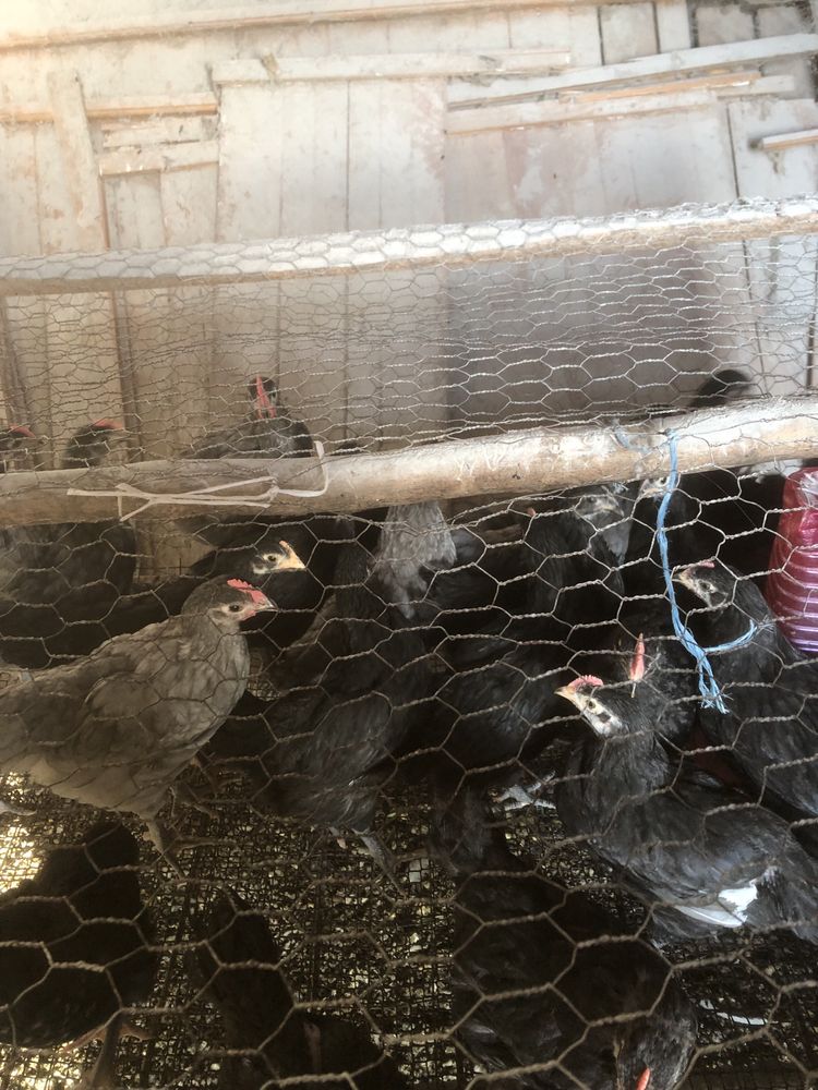 Pui australorp  negru si albastru