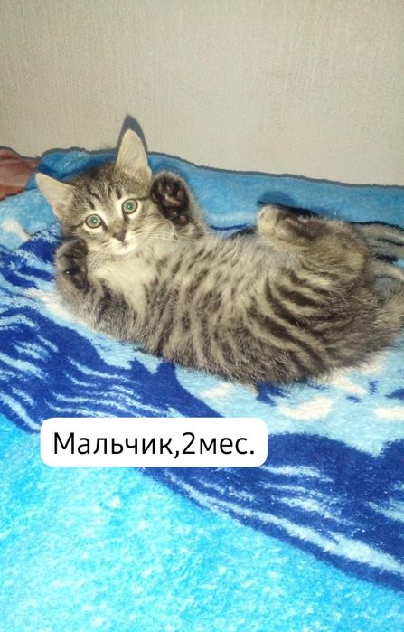 Котята бесплатно