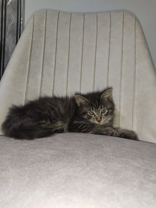 Котята метисы 2.5 месяца девочка и мальчик