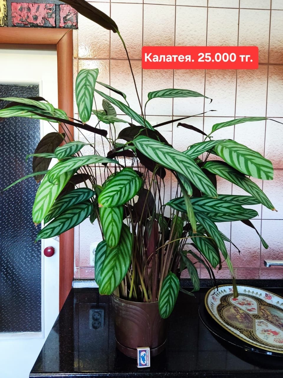 Продам комнатные растения.