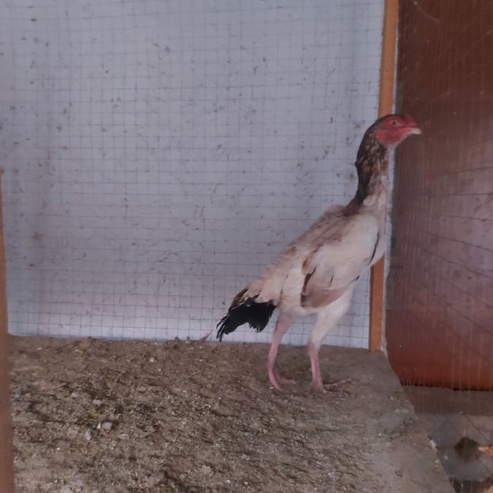 Шамо микс курочка 1.5год