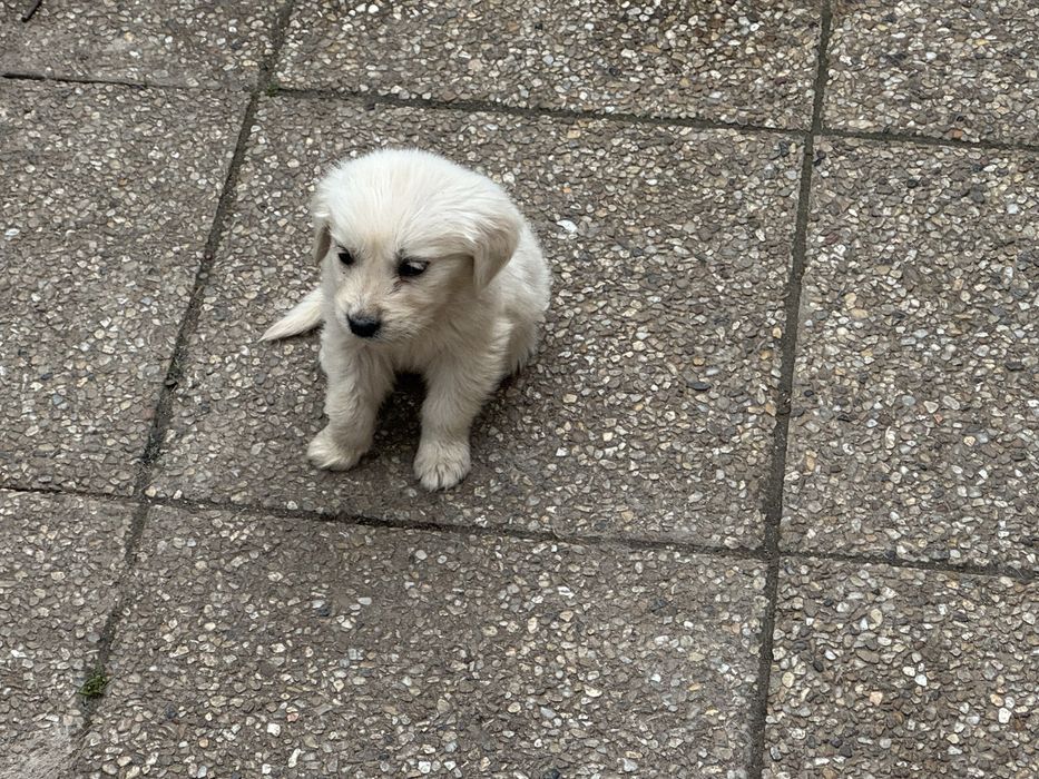Pui Golden Retriever