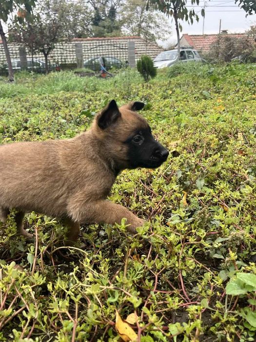 Белгийска овчарка-Малиноа