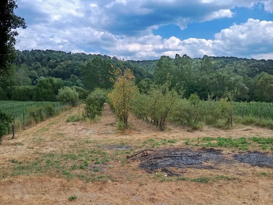 Teren agricol, 3000 mp, la șosea cu pomi
