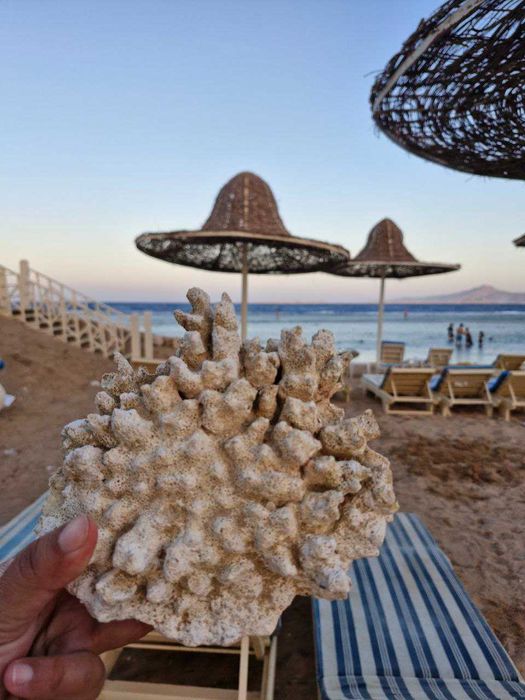 Коралл продается с красного Моря Натуральный коралл продается СРОЧНО