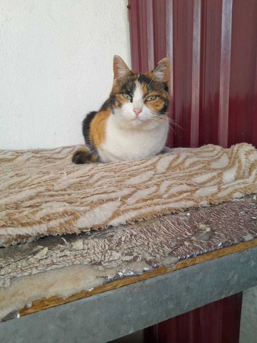 Кошка в надёжные руки