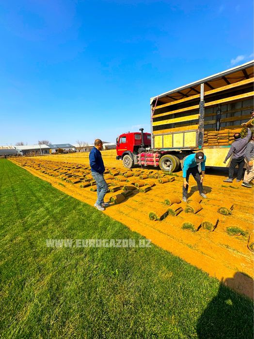 таййор газон | рулонные газоны в ташкенте