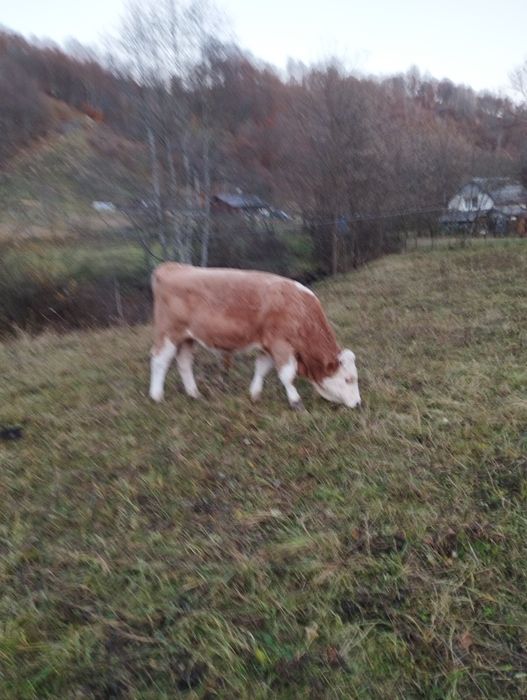 Vând vitel baltata romaneasca.