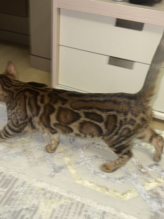 Продается Бенгальская кошечка