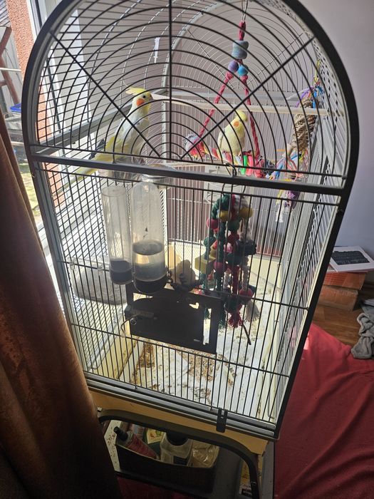 Papagali Nimfe au in jur la 4 ani